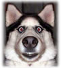 Dog license tax